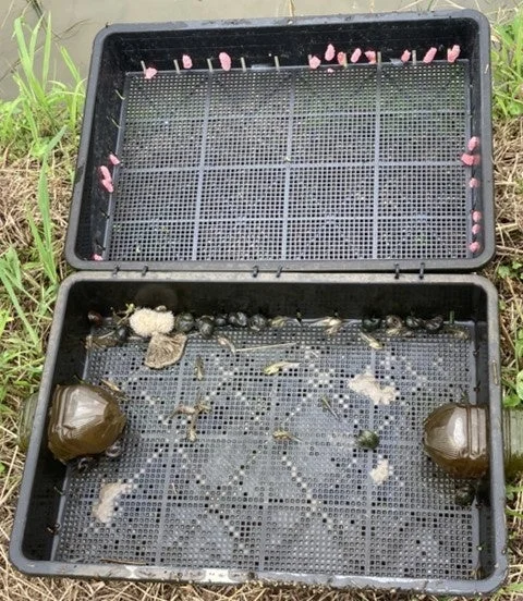 水田に設置されたジャンボタニシ捕獲器